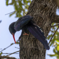 Green Woodhoopoe